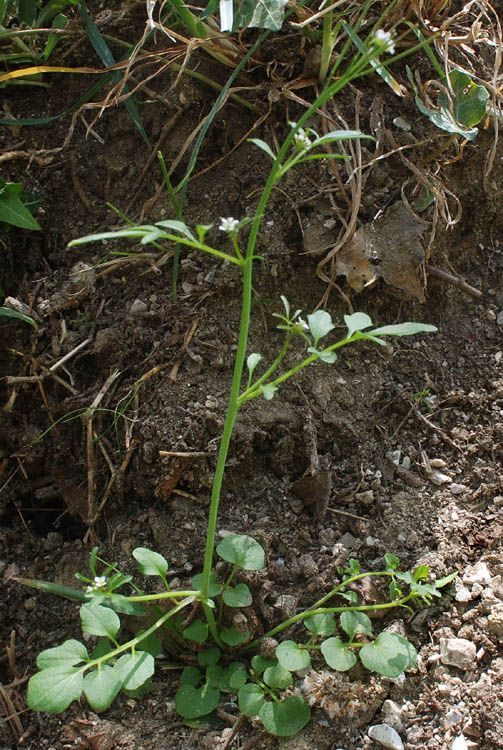 Crucifere dall'' Umbria - Cardamine graeca e C. hirsuta